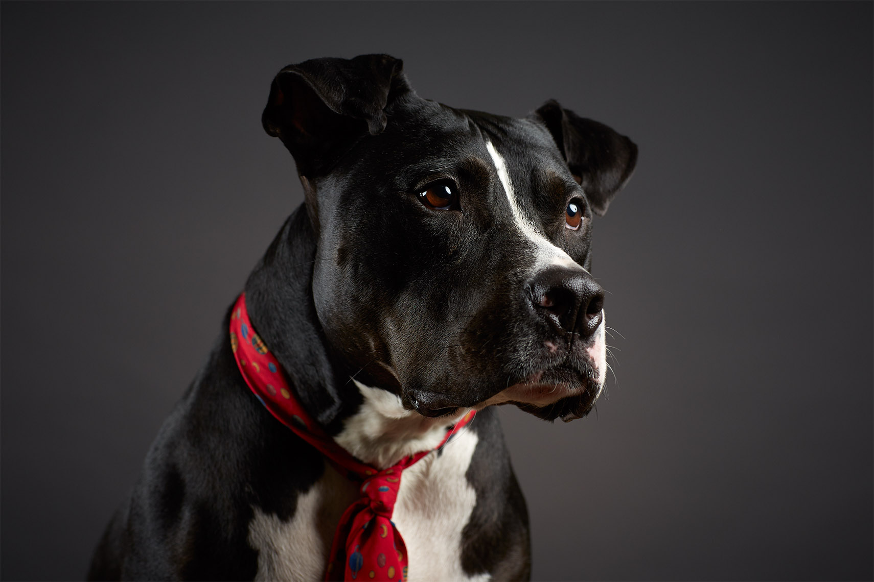  Pet Photography Professionals, Austin - Studio Stence